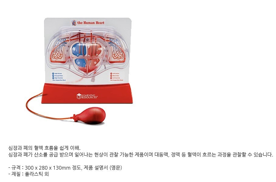 심장과 폐의 혈액순환 모형 (MRS71087)_상세페이지