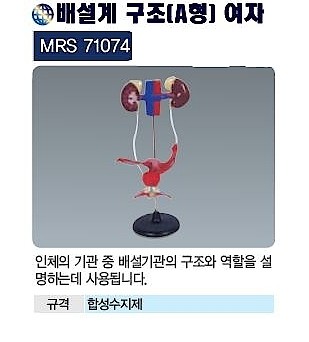 여자 A형 배설계 구조 (MRS71074)_상세페이지