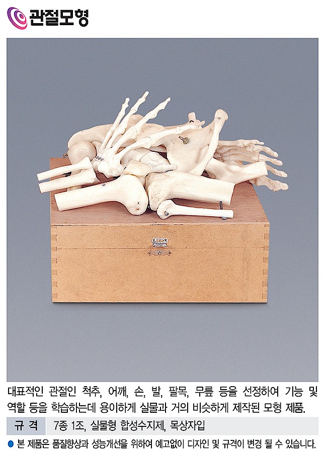 관절 모형 (KSIC-6244)_상세페이지