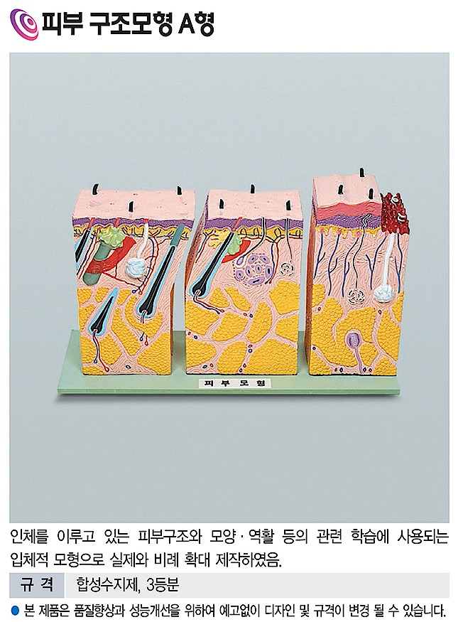피부 구조 모형 A형 (KSIC-6285)_상세페이지
