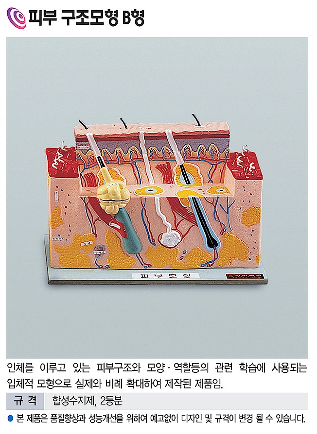 피부 구조 모형 B형 (KSIC-6286)_상세페이지