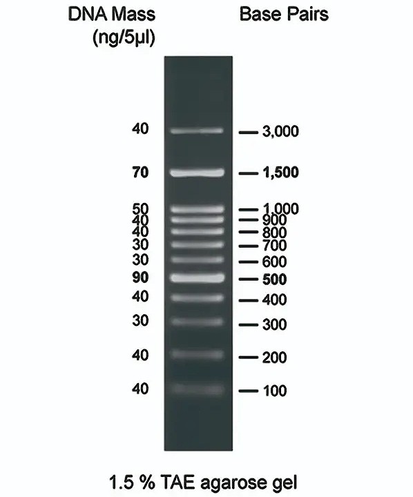 AccuRuler 100bp Plus DNA 레더_상세페이지