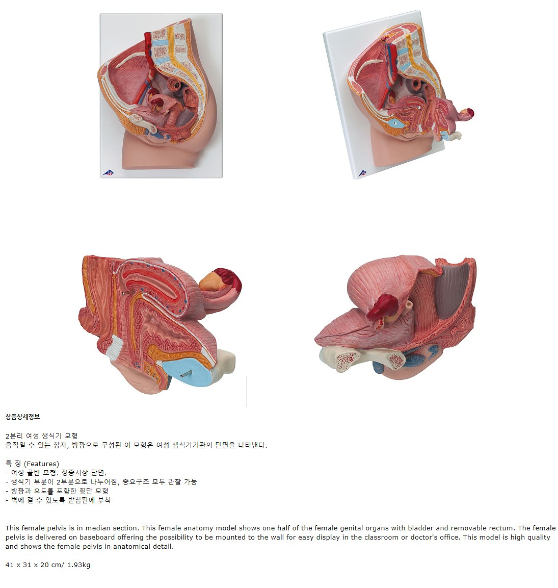 여성성기모형 (H10)_상세페이지