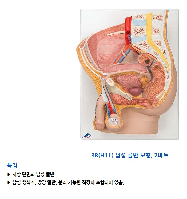 남성생식기모형_상세페이지