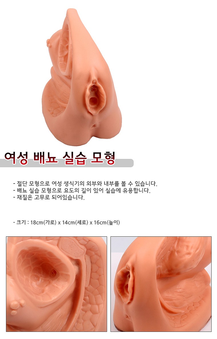 여성배뇨실습 모형_상세페이지