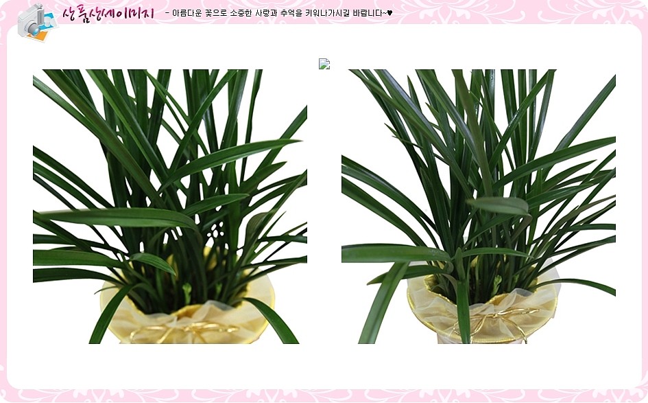 동양란 (철골소심)_상세페이지