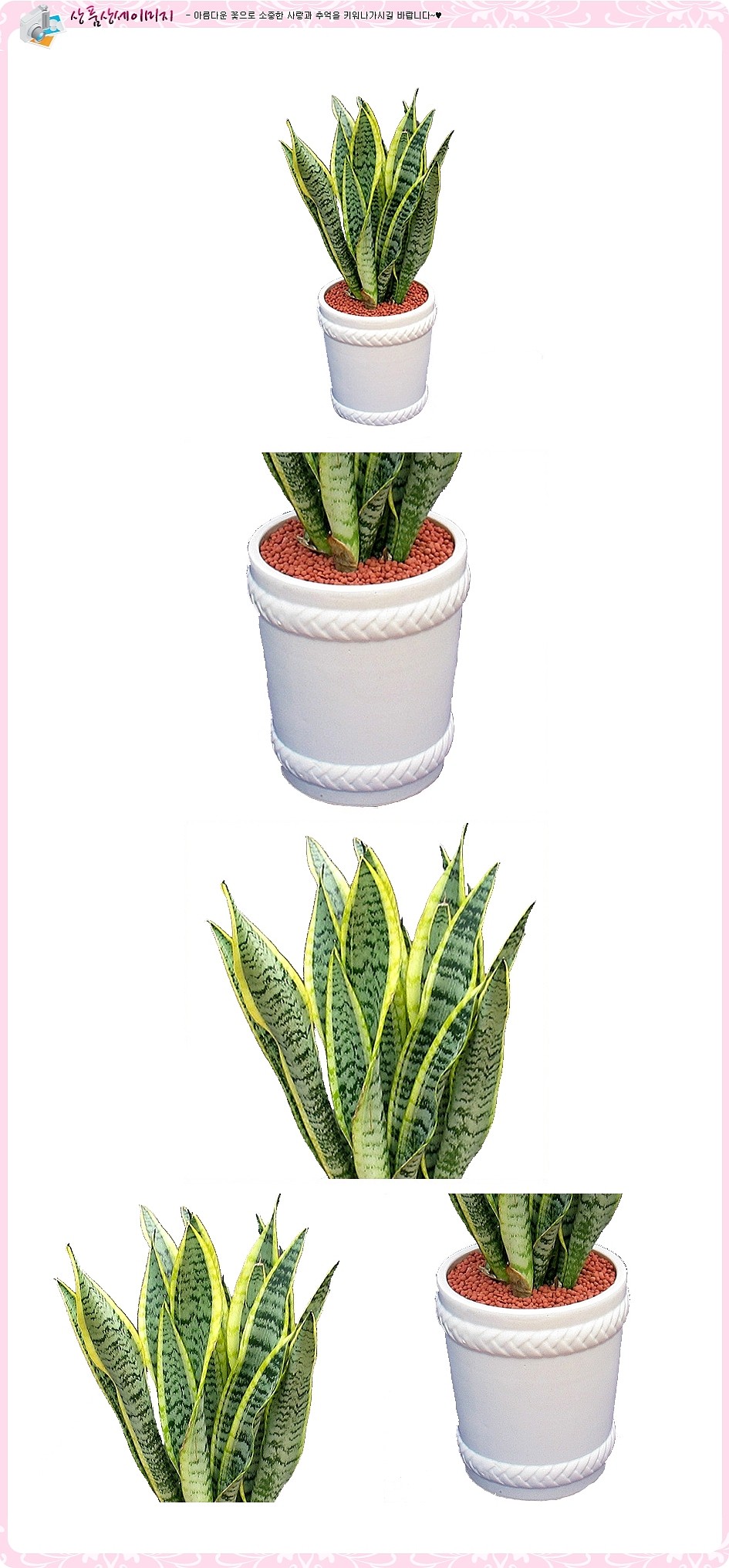 산세베리아 (화이트/중)_상세페이지
