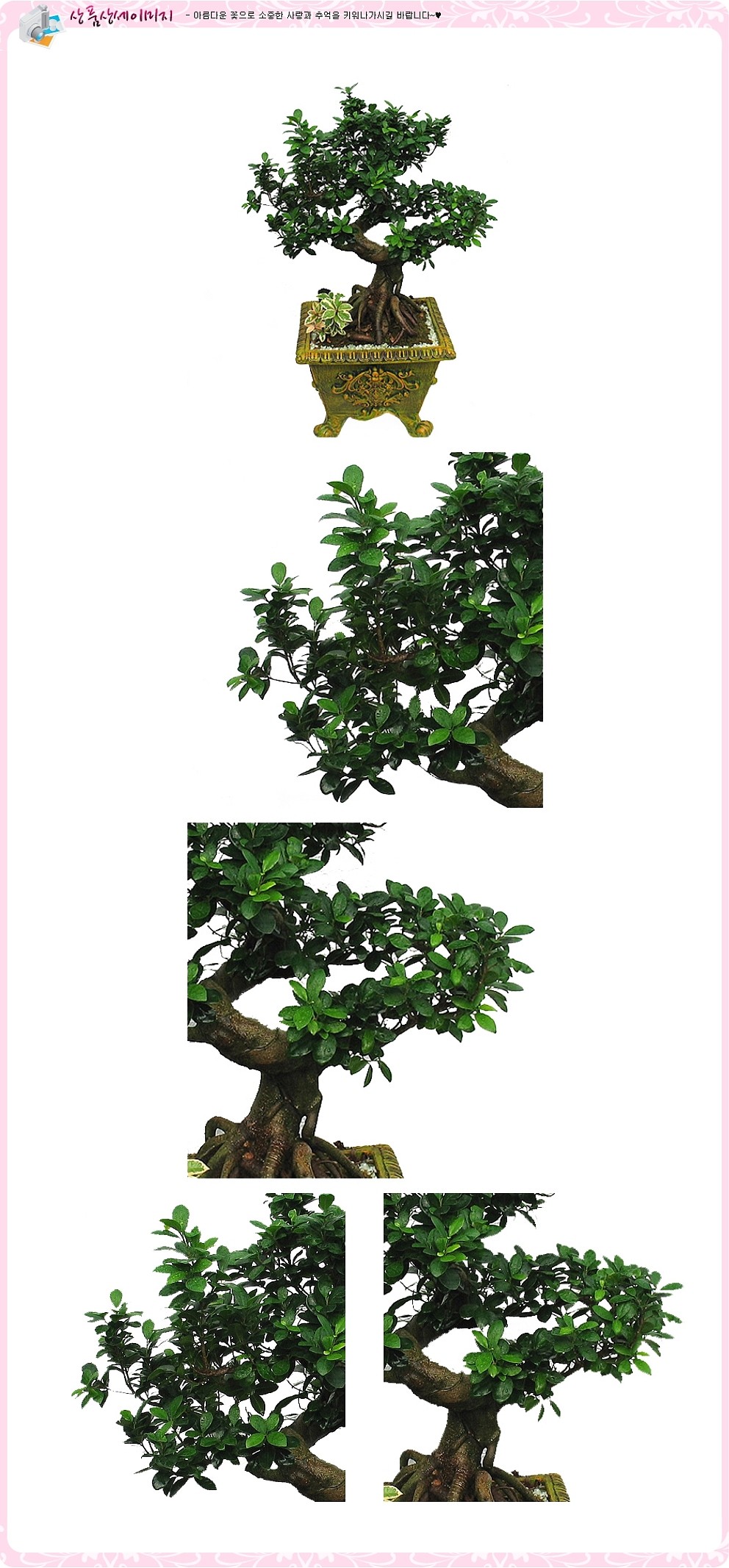 가지마루펜다_상세페이지