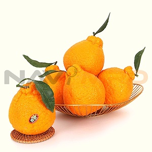 한라봉 5kg