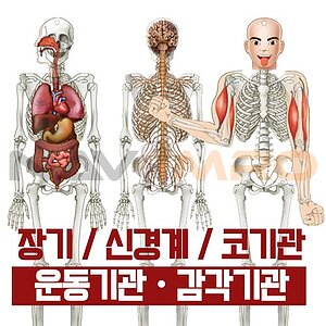 인체 내부골격 만들기 (신경계&코&운동&감각기관)