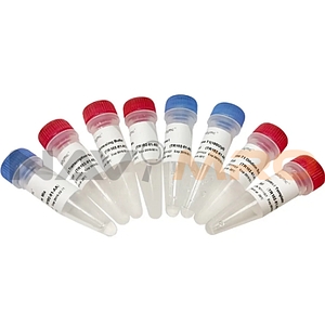 T7 RNAi Transcription Kit