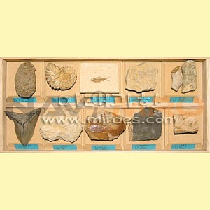 화석표본 III (MRS2873)