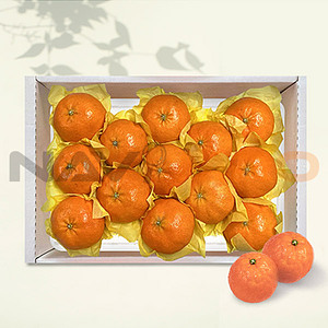 제주애귤 서귀포직송 레드향 선물세트 (2kg/8-12과)