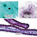 여러가지 곰팡이 3종 (KSIC-6190)