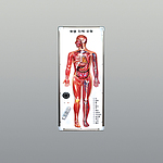 말하는 투명 인체 모형 (KSIC-6443)