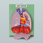 호흡기관 모형 (KSIC-6257)