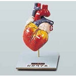 심장 구조 모형 (KSIC-6276)