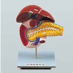 간과 이자 구조 모형 (KSIC-6278)