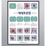 체세포 분열 판넬 (KSIC-6093)