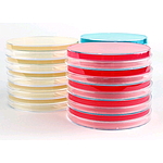 Oxford Agar