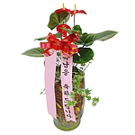 안시리움