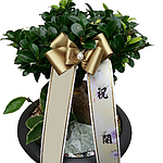 인삼펜다 (낮은분)