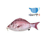 [피쉬앤팬시][정품]참돔필통