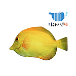[피쉬앤팬시][정품]옐로탱필통