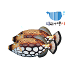 [피쉬앤팬시][정품]노랑쥐치필통