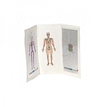 인체내부 만들기 10명 set