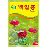 백일홍 씨앗
