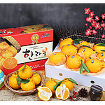 고급 한라봉 선물세트
