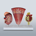 신장 & 네프론 & 사구체 네프론 모형 (KSIC-6521)