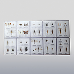 곤충 표본 40종 (아크릴케이스/KSIC-6552)