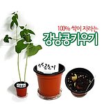 강낭콩 키우기 (MRS30121)