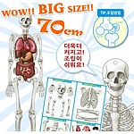 인체 내부골격 만들기 (MRS93068)