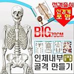 인체 내부골격 만들기 (신경계 포함/5인용)