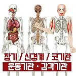 인체 내부골격 만들기 (신경계&코&운동&감각기관)