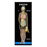 인체 신경계 모형 (19년 새교과용/MRS19986)
