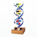 DNA 띠 모형 (MRS42082)