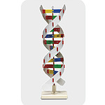 DNA 기본 모형 (MRS42084)