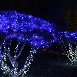 녹색선 LED 지니전구 (150~500cm 트리용/100구)