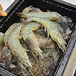 신안 천사의섬 활새우