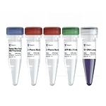 Phanta Max Super-Fidelity DNA Polymerase