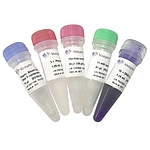 Blood Direct PCR Kit V2