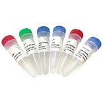 Mut Express MultiS Fast Mutagenesis Kit V2
