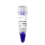 100 bp DNA Ladder