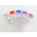 HiScript II 1st Strand cDNA Synthesis Kit