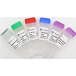 HiScript II 1st Strand cDNA Synthesis Kit (+gDNA wiper)