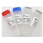Single Cell Sequence Specific Amplification Kit